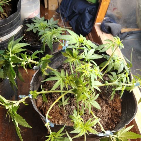 Ghost OG  growlog timeline photo