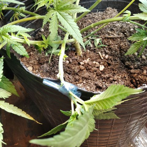 Ghost OG  growlog timeline photo