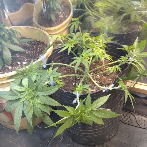 Ghost OG  growlog timeline photo