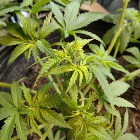 Ghost OG  growlog timeline photo