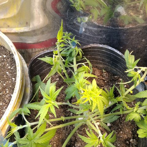 Ghost OG  growlog photo: APICALS + PODA