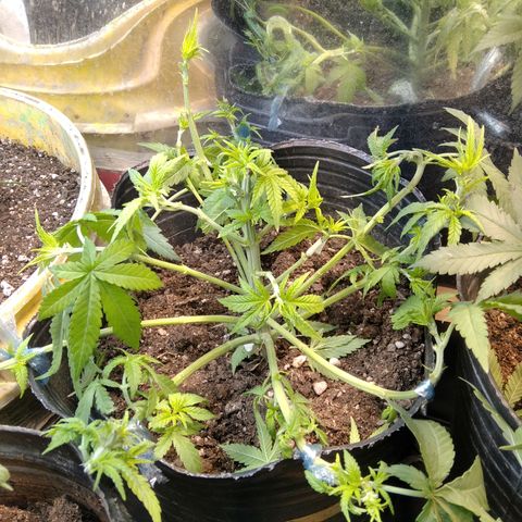 Ghost OG  growlog photo: APICALS + PODA