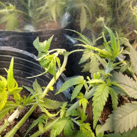 Ghost OG  growlog photo: APICALS + PODA