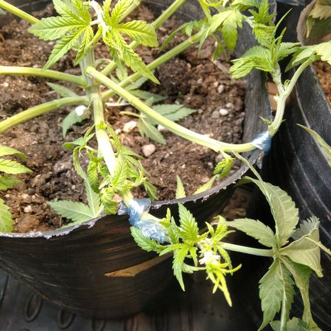 Ghost OG  growlog photo: APICALS + PODA