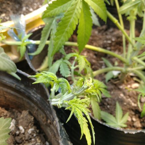 Ghost OG  growlog photo: APICALS + PODA