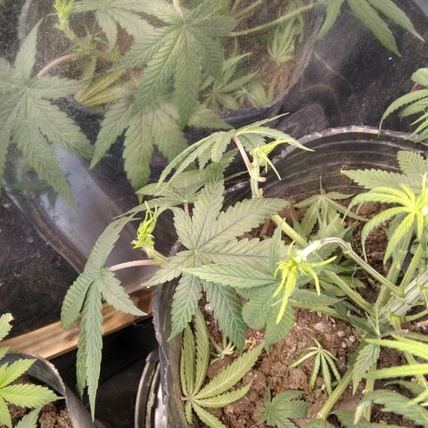 Orange Cake  #1 growlog photo: Apical + poda