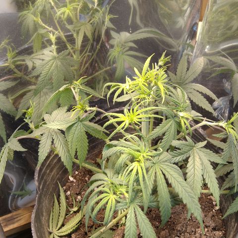 Orange Cake  #1 growlog photo: Apical + poda