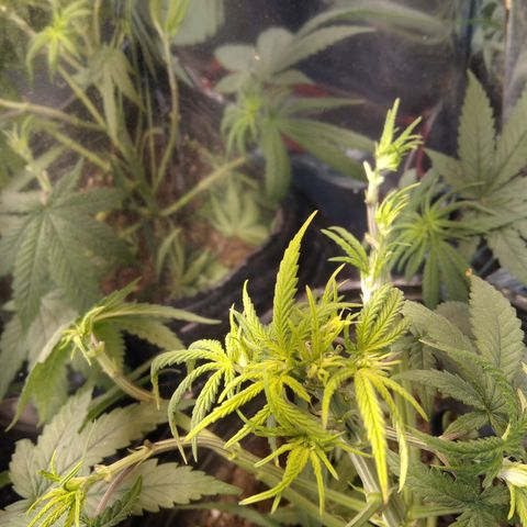Orange Cake  #1 growlog photo: Apical + poda