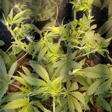 Hawaiann Snow growlog photo: Apical+ poda