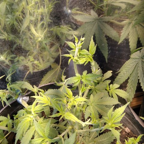 Hawaiann Snow growlog photo: Apical+ poda