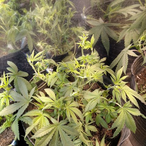 Hawaiann Snow growlog photo: Apical+ poda