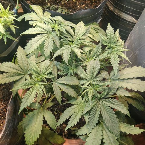 Runtz growlog timeline photo