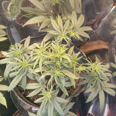 Orange Cake  #1 growlog timeline photo