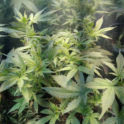 Hawaiann Snow growlog timeline photo