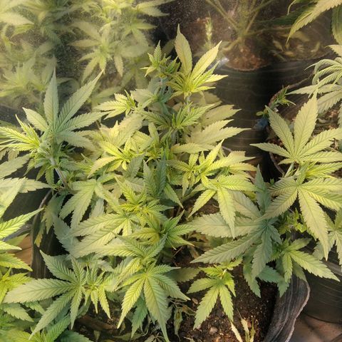 Hawaiann Snow growlog timeline photo