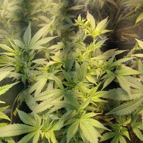 Hawaiann Snow growlog timeline photo