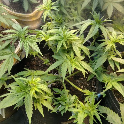 Ghost OG  growlog timeline photo