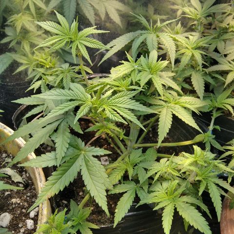 Ghost OG  growlog timeline photo