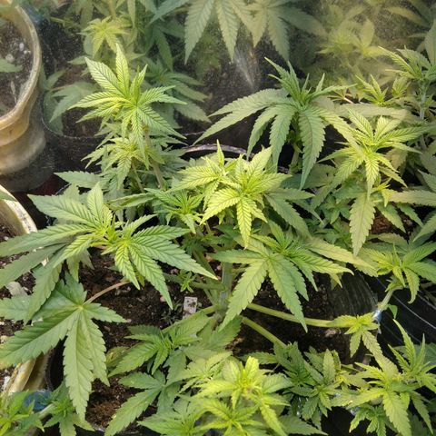 Ghost OG  growlog timeline photo