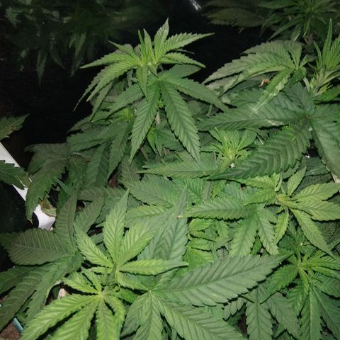 Ghost OG  growlog timeline photo