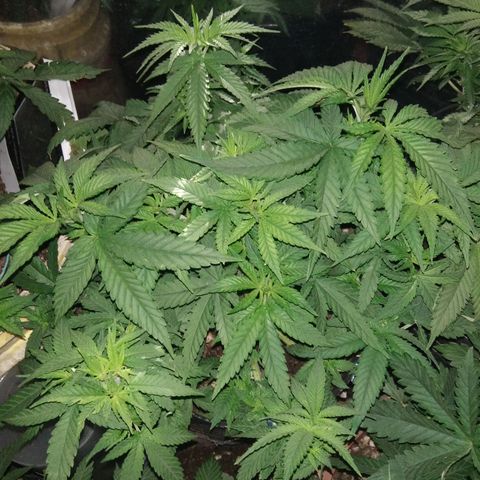 Ghost OG  growlog timeline photo