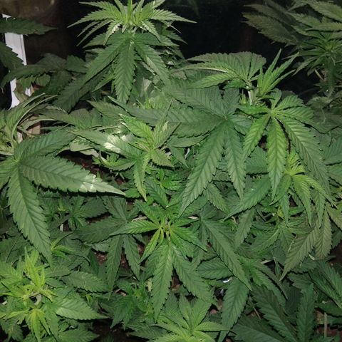 Ghost OG  growlog timeline photo