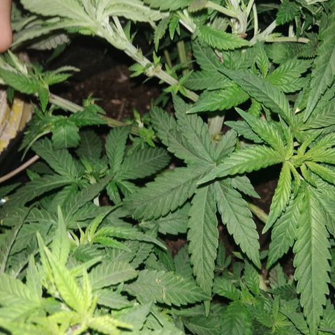 Ghost OG  growlog timeline photo
