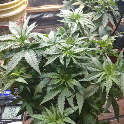 Ghost OG  growlog photo: Pre poda