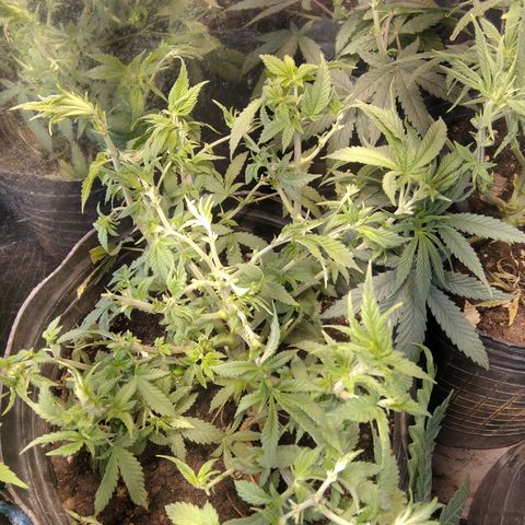 Hawaiann Snow growlog timeline photo