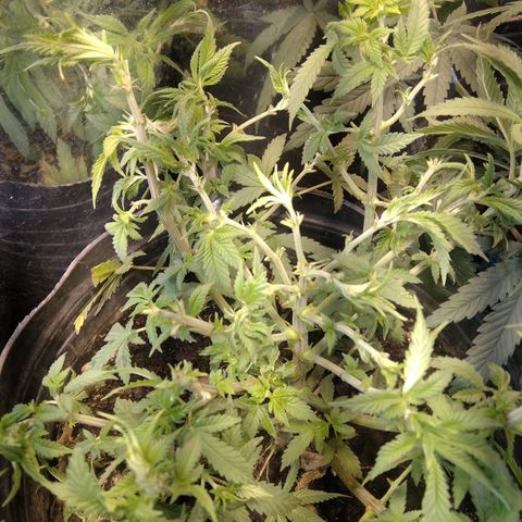 Hawaiann Snow growlog timeline photo