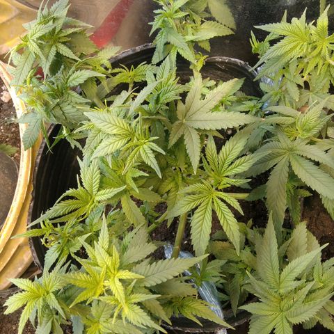 Ghost OG  growlog timeline photo