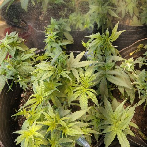 Ghost OG  growlog timeline photo