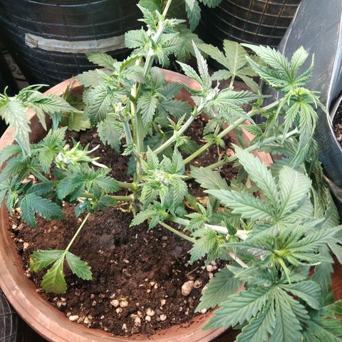 Runtz growlog timeline photo