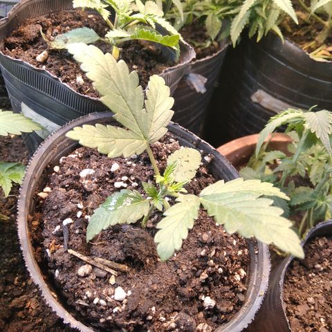 Orange Cake #2 growlog timeline photo