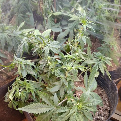Runtz growlog timeline photo