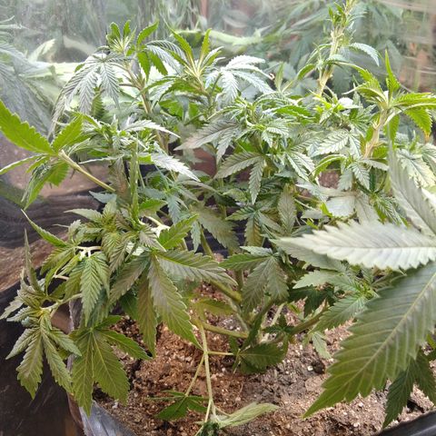 Runtz growlog timeline photo
