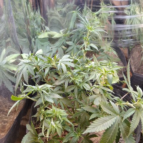 Runtz growlog timeline photo