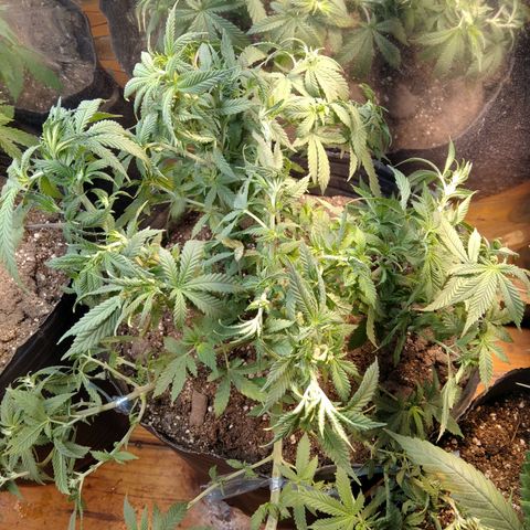 Hawaiann Snow growlog timeline photo