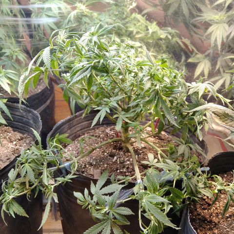 Hawaiann Snow growlog timeline photo