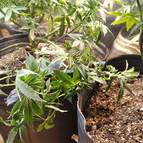 Hawaiann Snow growlog timeline photo