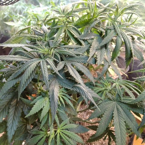Orange Cake  #1 growlog timeline photo