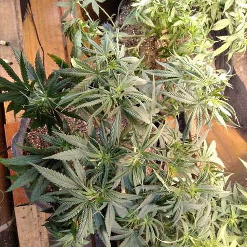 Orange Cake  #1 growlog timeline photo