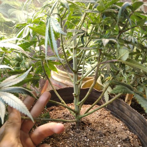 Orange Cake  #1 growlog timeline photo