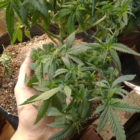 Ghost OG  growlog timeline photo