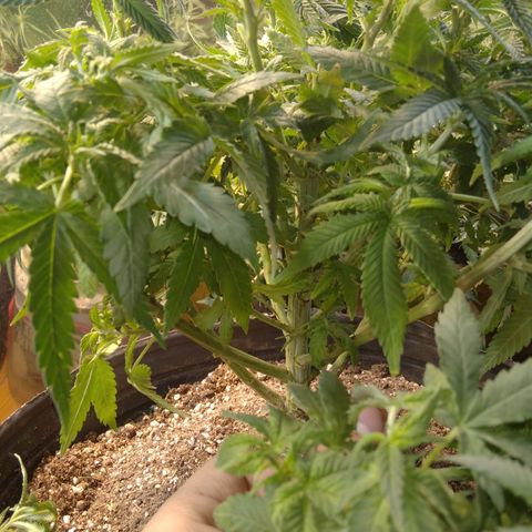 Ghost OG  growlog timeline photo