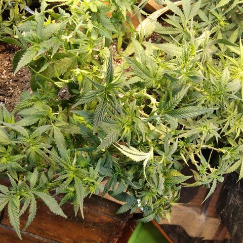 Ghost OG  growlog timeline photo