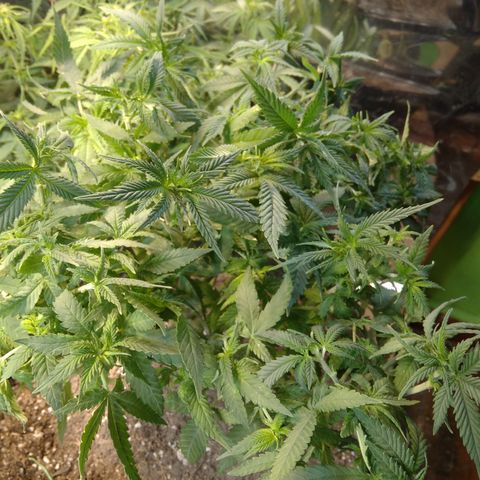 Ghost OG  growlog timeline photo