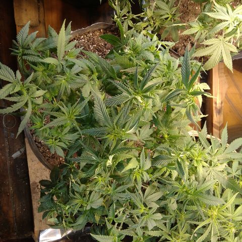 Ghost OG  growlog timeline photo