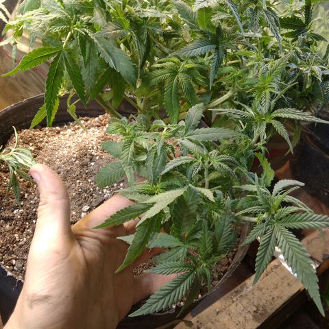 Ghost OG  growlog timeline photo