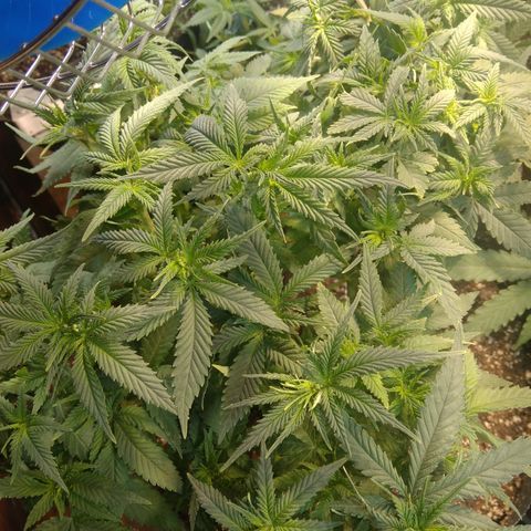 Ghost OG  growlog timeline photo